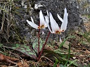 69 Denti di cane (Erythronium dens-canis)